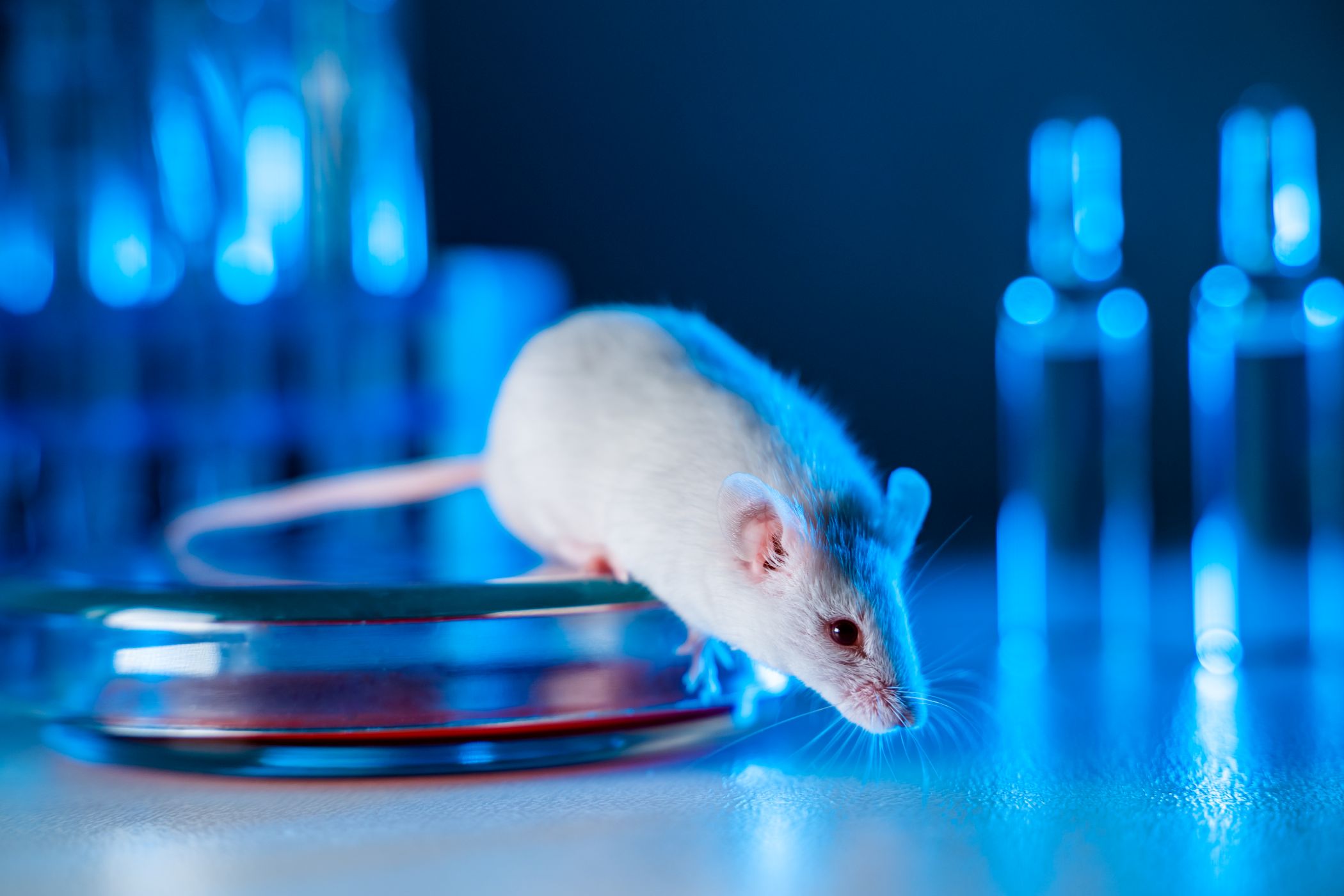 De ratones y humanos: lo que hay que saber si anuncian que un tratamiento ha tenido éxito en animales de laboratorio